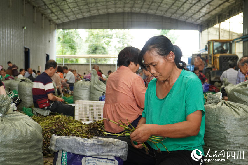 數(shù)百村民制作苓種。人民網(wǎng) 趙祖樂攝