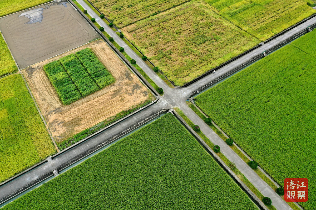 2024年8月30日，綿陽農(nóng)科院基地 周良斌1_1.jpg